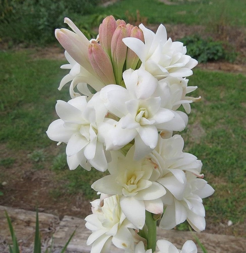 Asperata blume samen for anpflanzung - hardy variety, heirloom & gmo free samen for home garten
 
 sale for anpflanzung in home garten.