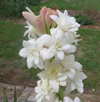 Asperata blume samen for anpflanzung - hardy variety, heirloom & gmo free samen for home garten
 
 sale for anpflanzung in home garten.