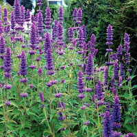 Agastache Mexicana Blumensamen zur Aussaat robust Sorte Traditionssorte & ohne Gentechnik Samen Hausgarten
