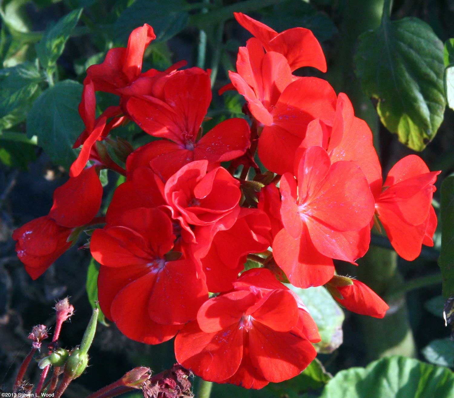 Rot Sementes Blumensamen zur Aussaat – Anzucht – Traditionssorte & ohne Gentechnik Samen Hausgarten