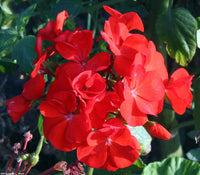 Rot Sementes Blumensamen zur Aussaat – Anzucht – Traditionssorte & ohne Gentechnik Samen Hausgarten