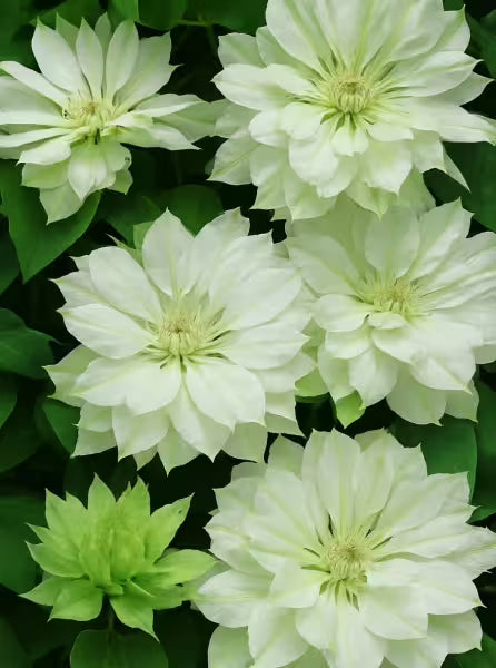 hell Grün Waldrebe Blumensamen zur Aussaat farbenfroh Schau Traditionssorte & ohne Gentechnik Samen Hausgarten