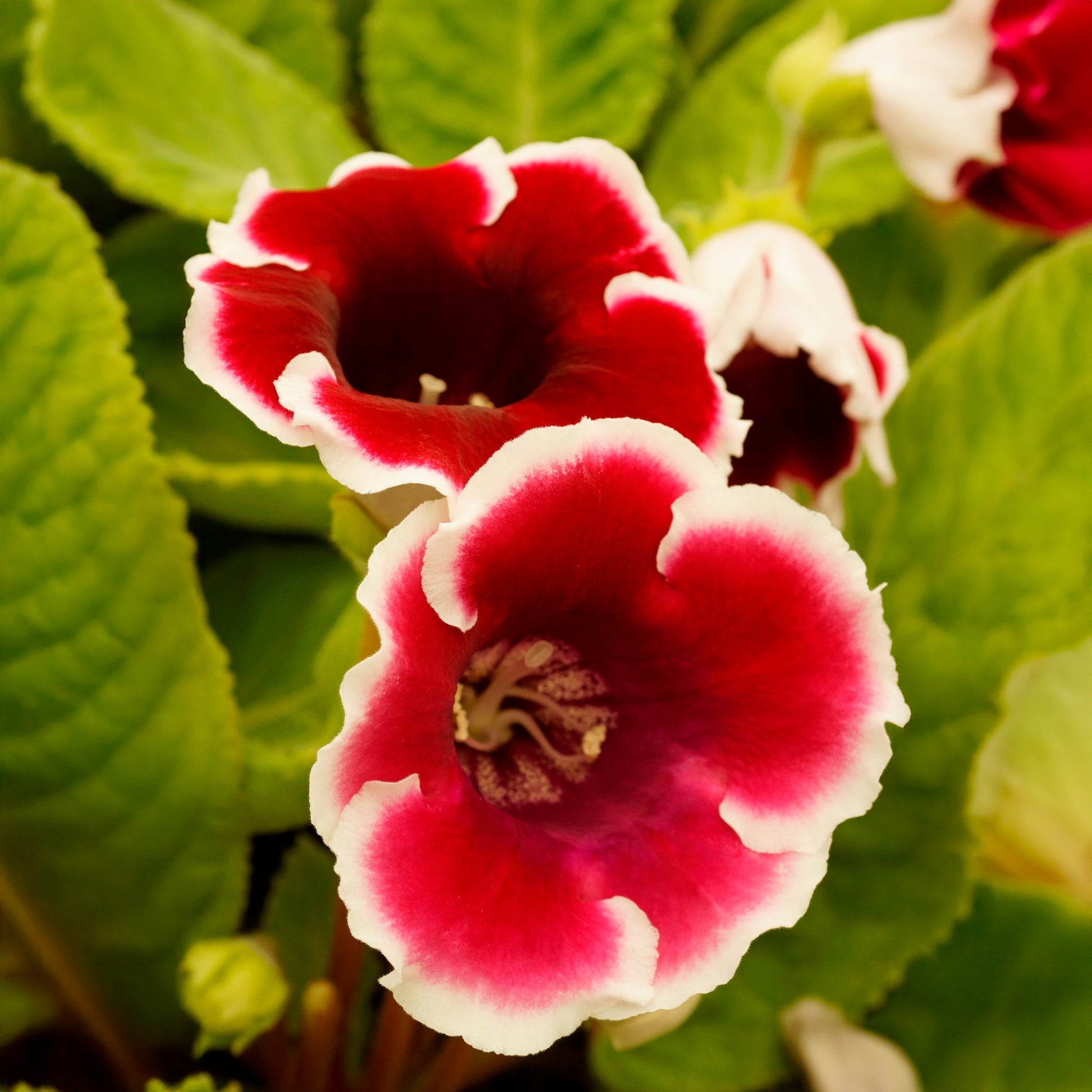 Weiß Kastanienrot Gloxinie Blumensamen zur Aussaat sonnenliebend Traditionssorte & ohne Gentechnik Samen Hausgarten