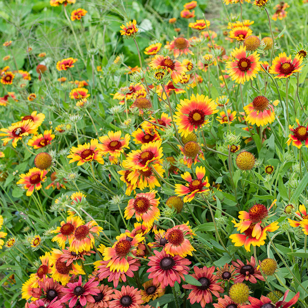 Blanket Blume Gaillardia Samen einfache Aussaat