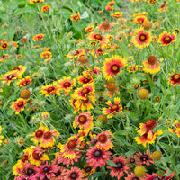 Blanket Blume Gaillardia Samen einfache Aussaat
