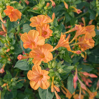 Orange Mirabilis Blumensamen zur Aussaat saisonal Dauerblüher Traditionssorte & ohne Gentechnik Samen Hausgarten