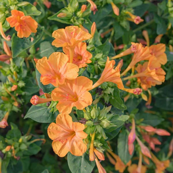 Orange Mirabilis Blumensamen zur Aussaat saisonal Dauerblüher Traditionssorte & ohne Gentechnik Samen Hausgarten