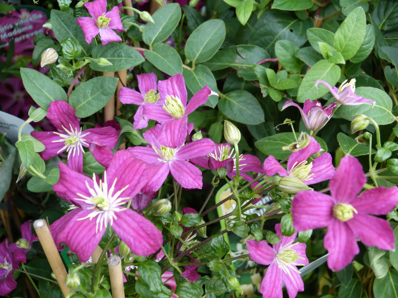 Waldrebe Blumensamen zur Aussaat Garten beliebt Traditionssorte & ohne Gentechnik Samen Hausgarten