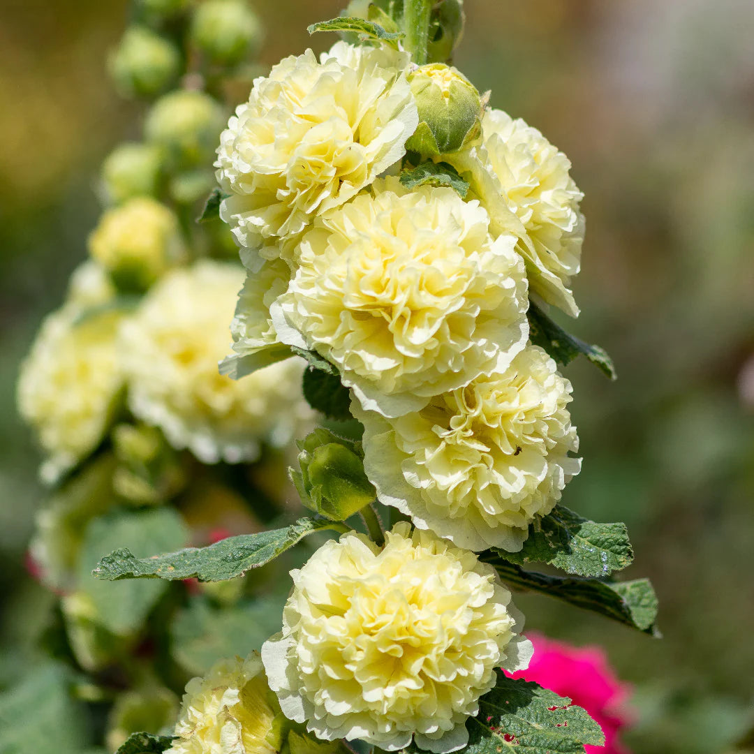 Gelb Stockrose Blumensamen zur Aussaat – farbenfroh Schau – Traditionssorte & ohne Gentechnik Samen Hausgarten