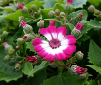 Rosa Cineraria Blumensamen zur Aussaat Schnitt Blume beliebt Traditionssorte & ohne Gentechnik Samen Hausgarten