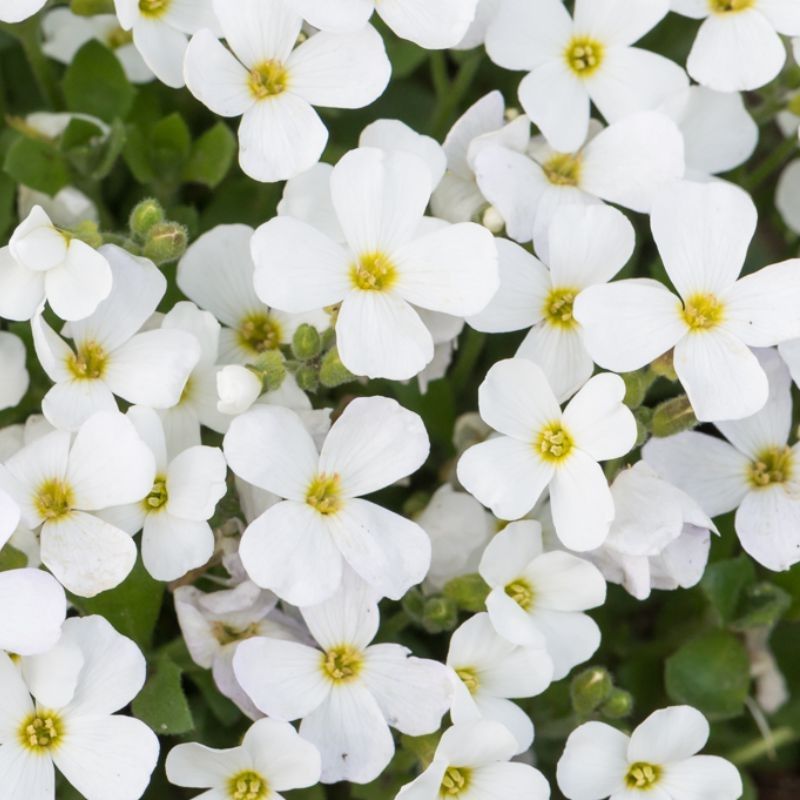 Weiß Aubrieta Stein Cascade Blumensamen zur Aussaat – Traditionssorte ohne Gentechnik biologisch Garten Samen
