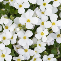 Weiß Aubrieta Stein Cascade Blumensamen zur Aussaat – Traditionssorte ohne Gentechnik biologisch Garten Samen