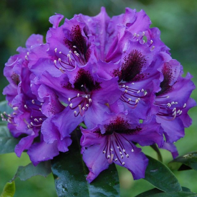 Lila Rhododendron Blumensamen zur Aussaat – Garten beliebt – Traditionssorte & ohne Gentechnik Samen Hausgarten