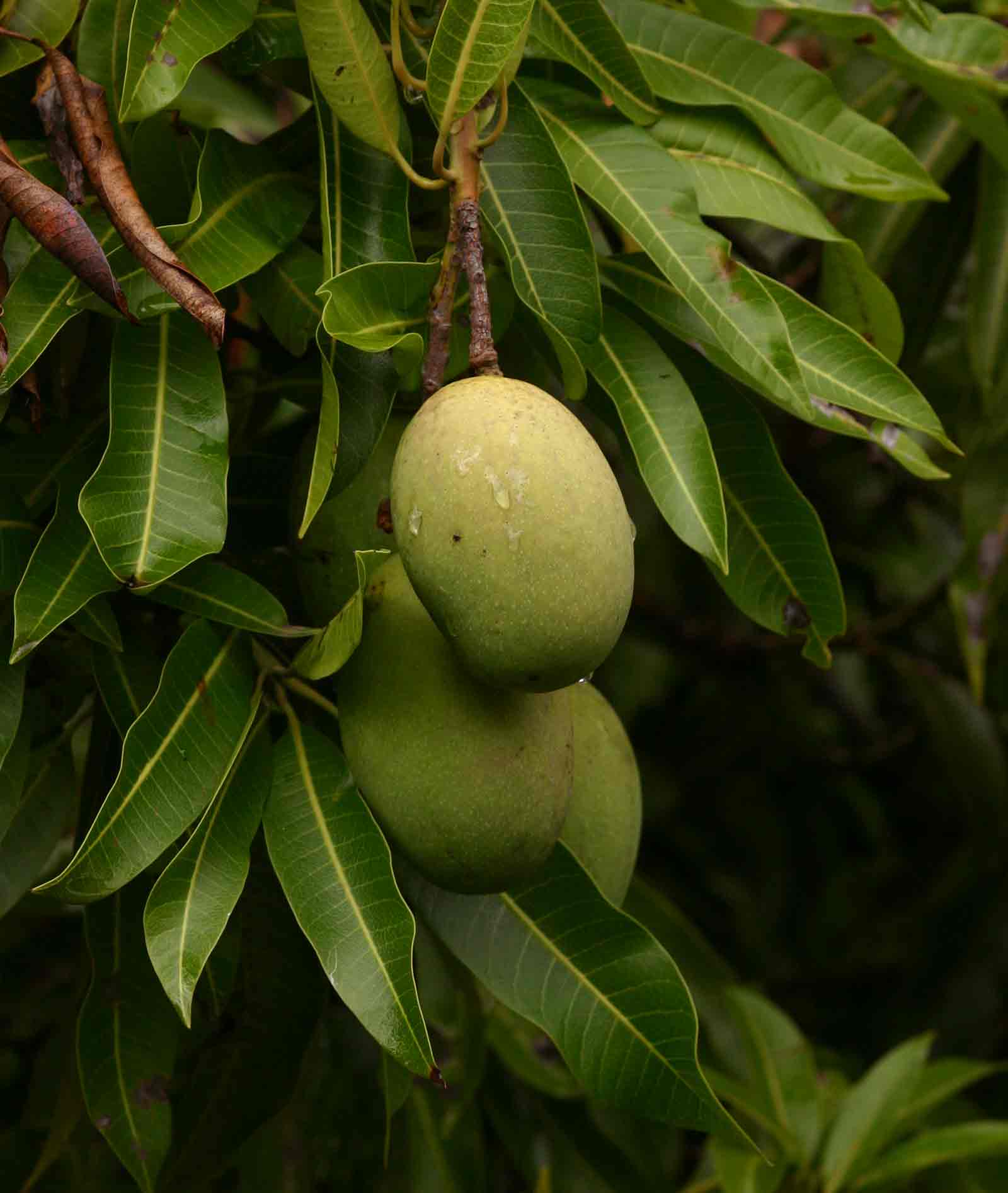 Gelb magifera indica Fruchtsamen für einfaches Anpflanzen