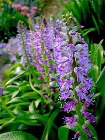 Cape Schlüsselblume Samen zur Aussaat leuchtend Blumensamen für Ihren Garten