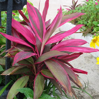 Cordyline Blumensamen zur Aussaat – Anzucht – Traditionssorte & ohne Gentechnik Samen Hausgarten
