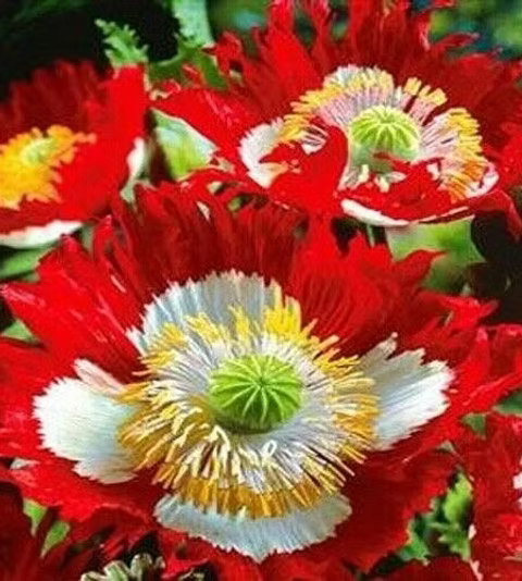 Rot Gelb Danish Flag Blumensamen zur Aussaat leuchtend Einjährige a farbenfroh Garten