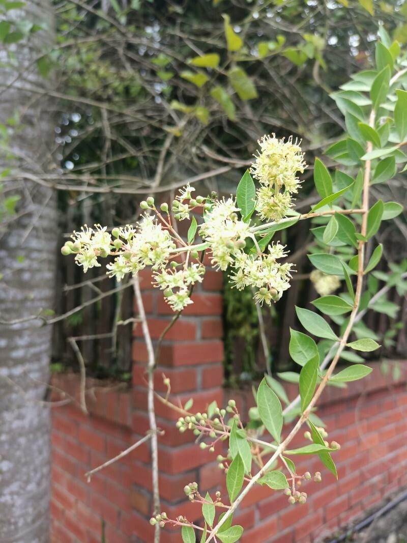Lawsonia Inermis Blumensamen zur Aussaat Drought verträglich Traditionssorte & ohne Gentechnik Samen Hausgarten