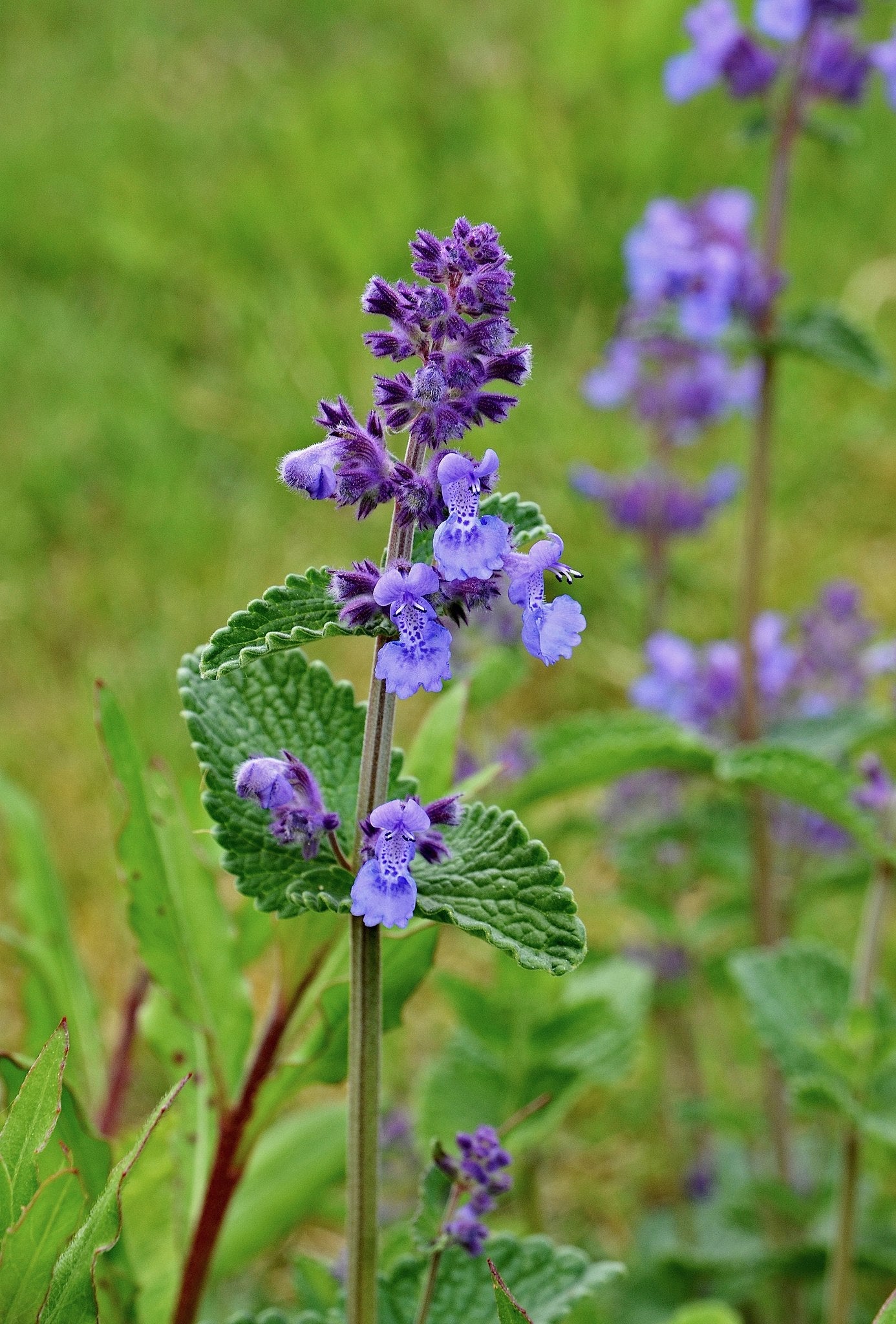 Nepeta Blumensamen zur Aussaat pflegeleicht Traditionssorte & ohne Gentechnik Samen Hausgarten