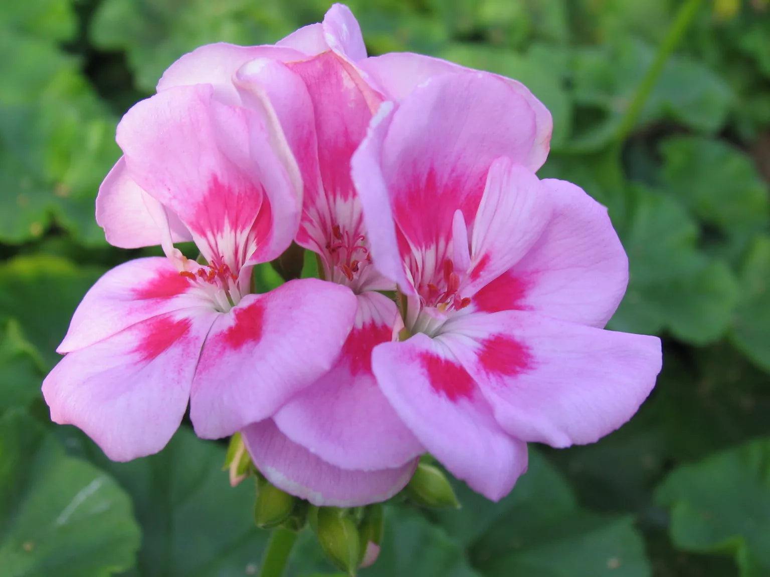 Geranie Pelargonium Blumensamen zur Aussaat Garten beliebt Traditionssorte & ohne Gentechnik Samen Hausgarten