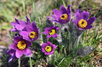 Violett Anemone Pulsatilla Blumensamen zur Aussaat duftend Blüten Traditionssorte & ohne Gentechnik Samen Hausgarten