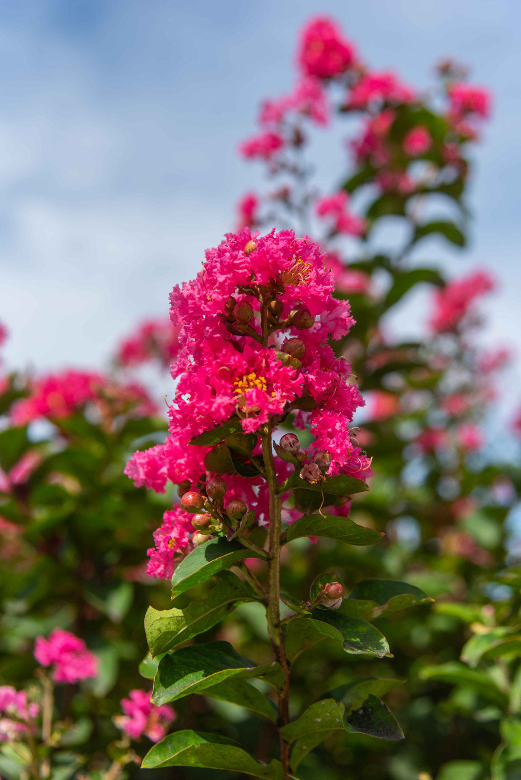 Crape Myrtle Blumensamen zur Aussaat Schnitt Blume beliebt Traditionssorte & ohne Gentechnik Samen Hausgarten