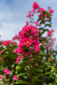 Crape Myrtle Blumensamen zur Aussaat Schnitt Blume beliebt Traditionssorte & ohne Gentechnik Samen Hausgarten