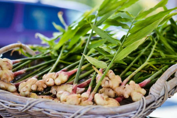 Ginger samen: essential aussaat guide