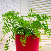 Grün Maidenhair Blumensamen zur Aussaat Garten beliebt Traditionssorte & ohne Gentechnik Samen Hausgarten