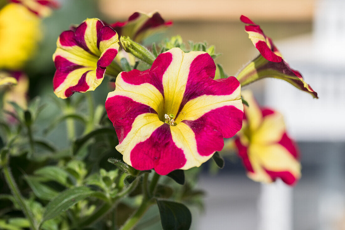 Petunia blume samen for anpflanzung - bright rot & gelb blooms your garten