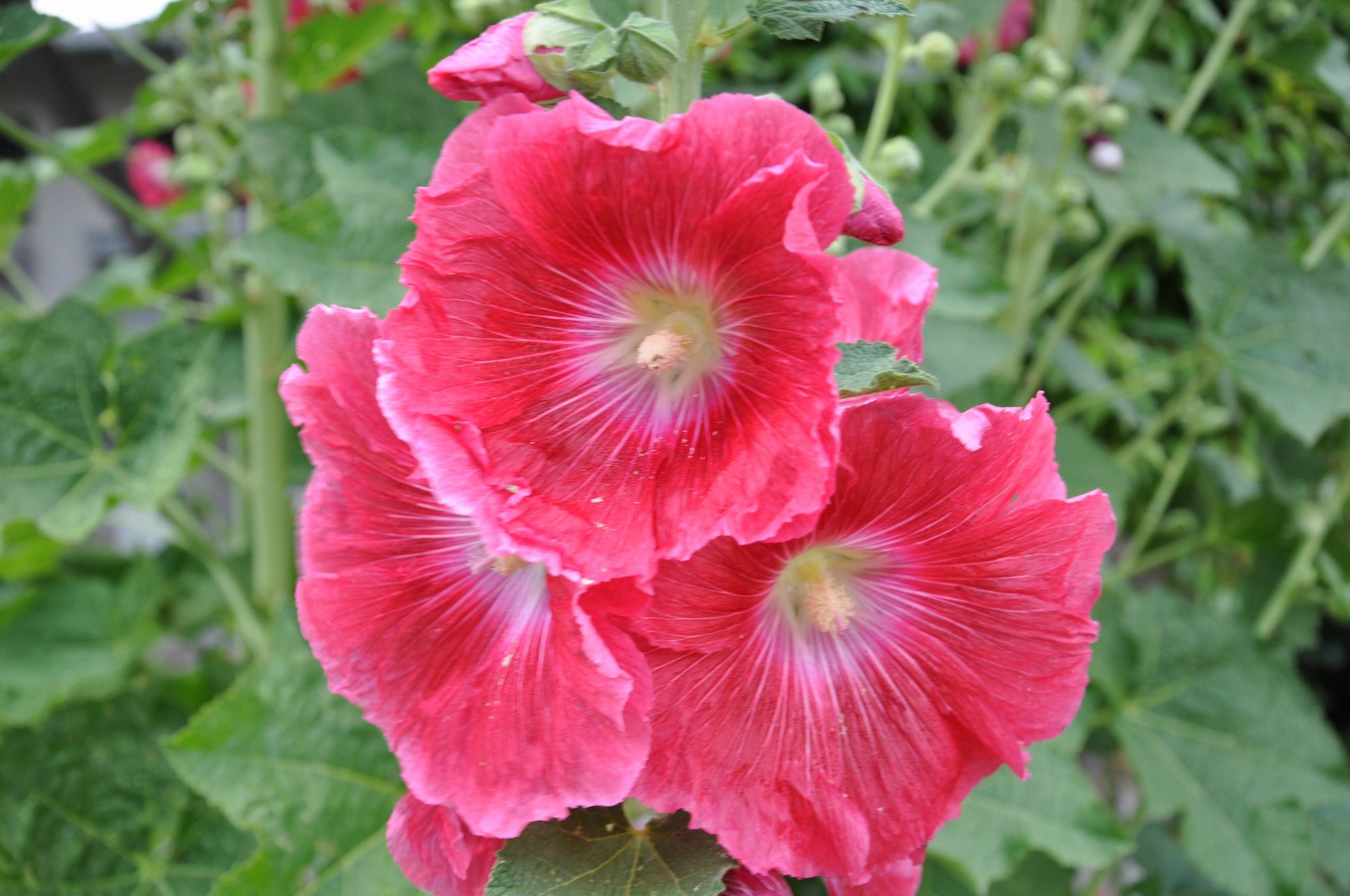 Gemischt Alcea Rosea Blumensamen zur Aussaat – farbenfroh Schau – Traditionssorte & ohne Gentechnik Samen Hausgarten