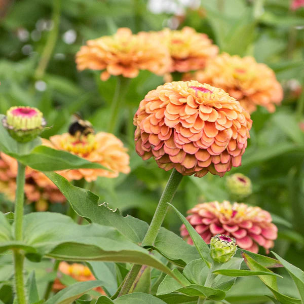 Lime Orange Zinnie Blumensamen zur Aussaat – kompakt Wuchs – Traditionssorte & ohne Gentechnik Samen Hausgarten
