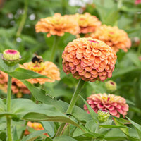 Lime Orange Zinnie Blumensamen zur Aussaat – kompakt Wuchs – Traditionssorte & ohne Gentechnik Samen Hausgarten