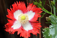 Rot Gelb Danish Flag Blumensamen zur Aussaat leuchtend Traditionssorte & ohne Gentechnik Samen Hausgarten