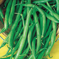 Blau Lake Pole Bean Samen zum Pflanzen