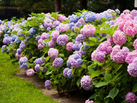 Pastel Rainbow Hortensie Blumensamen zur Aussaat – lang Blüte Saison – Traditionssorte & ohne Gentechnik Samen Hausgarten