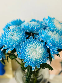 Himmelblau Chrysantheme Blumensamen zur Aussaat – lang Blüte Saison – Traditionssorte & ohne Gentechnik Samen Hausgarten