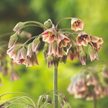 Nectaroscordum Blumensamen zur Aussaat – duftend Blüten – Traditionssorte & ohne Gentechnik Samen Hausgarten