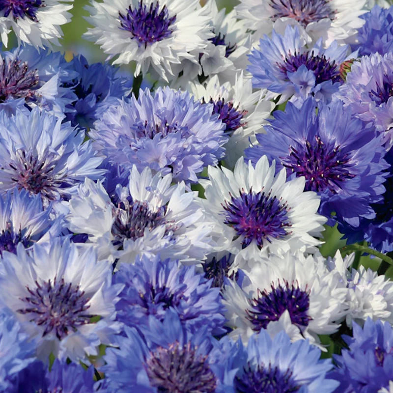 Gemischt Bachelor Blumensamen zur Aussaat – Landhaus Garten wichtig – Traditionssorte & ohne Gentechnik Samen Hausgarten