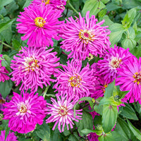 Lila Zinnie Blumensamen zur Aussaat robust Sorte Traditionssorte & ohne Gentechnik Samen Hausgarten