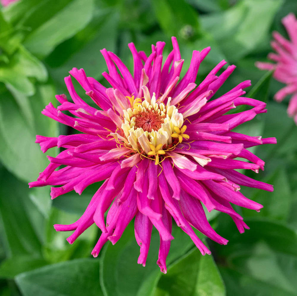 Lila Zinnie Blumensamen zur Aussaat robust Sorte Traditionssorte & ohne Gentechnik Samen Hausgarten