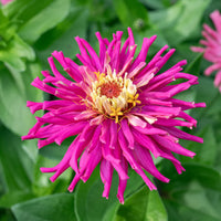 Lila Zinnie Blumensamen zur Aussaat robust Sorte Traditionssorte & ohne Gentechnik Samen Hausgarten