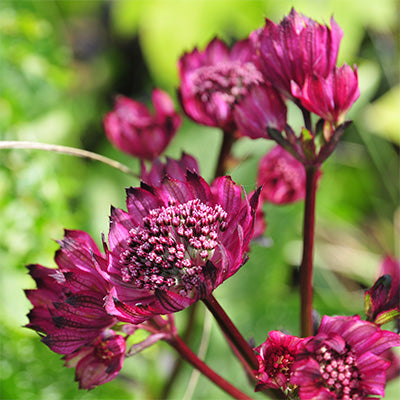Lila Astrantia Masterwort Blumensamen zur Aussaat – ideal Rabatten – Traditionssorte & ohne Gentechnik Samen Hausgarten