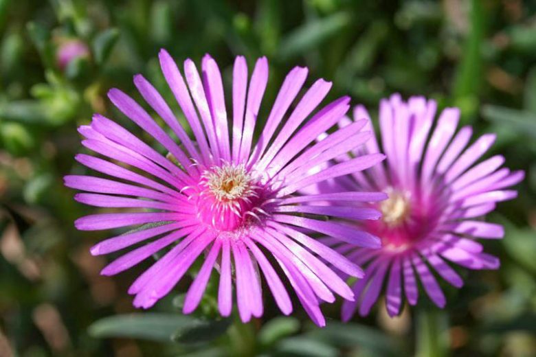 Lila Ice Blumensamen zur Aussaat – Anzucht – Traditionssorte & ohne Gentechnik Samen Hausgarten