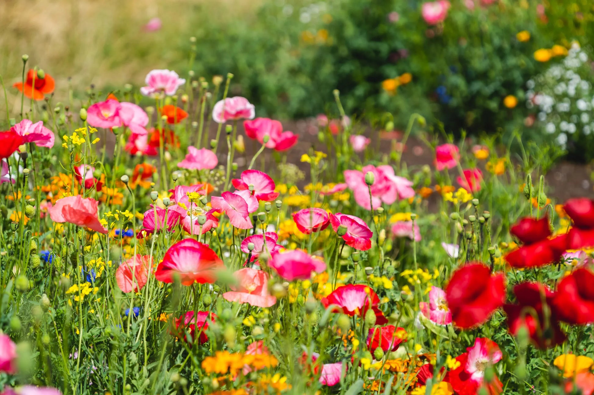 Meadow Blumensamen zur Aussaat – Wildblume Mischung – Traditionssorte & ohne Gentechnik Samen Hausgarten