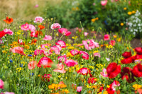 Meadow Blumensamen zur Aussaat – Wildblume Mischung – Traditionssorte & ohne Gentechnik Samen Hausgarten