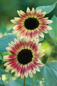 Sonnenblume Blumensamen Bordeaux zur Aussaat