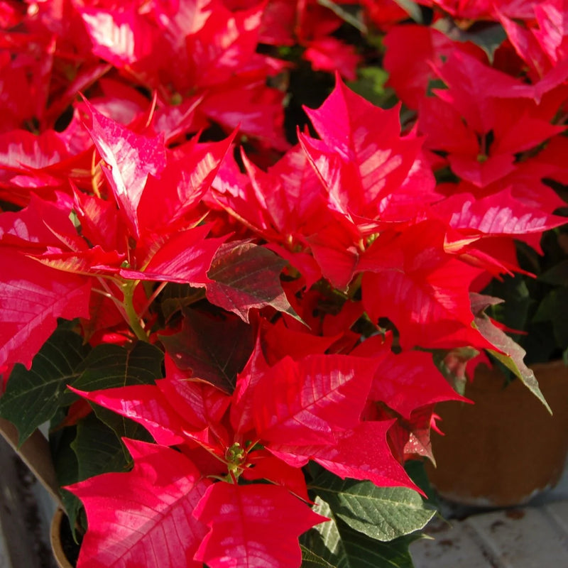Multi-Colored Weihnachtsstern Blumensamen zur Aussaat – Landhaus Garten wichtig – Traditionssorte & ohne Gentechnik Samen Hausgarten