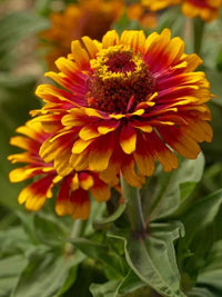 Orange Rot Zinnie Blumensamen zur Aussaat Schnitt Blume beliebt Traditionssorte & ohne Gentechnik Samen Hausgarten