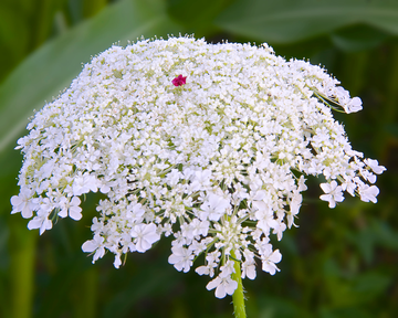 Daucus Carrot Blumensamen zur Aussaat kompakt Wuchs Traditionssorte & ohne Gentechnik Samen Hausgarten